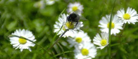 Allergie et asthme